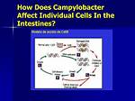 Who Does Campylobacter Affect?