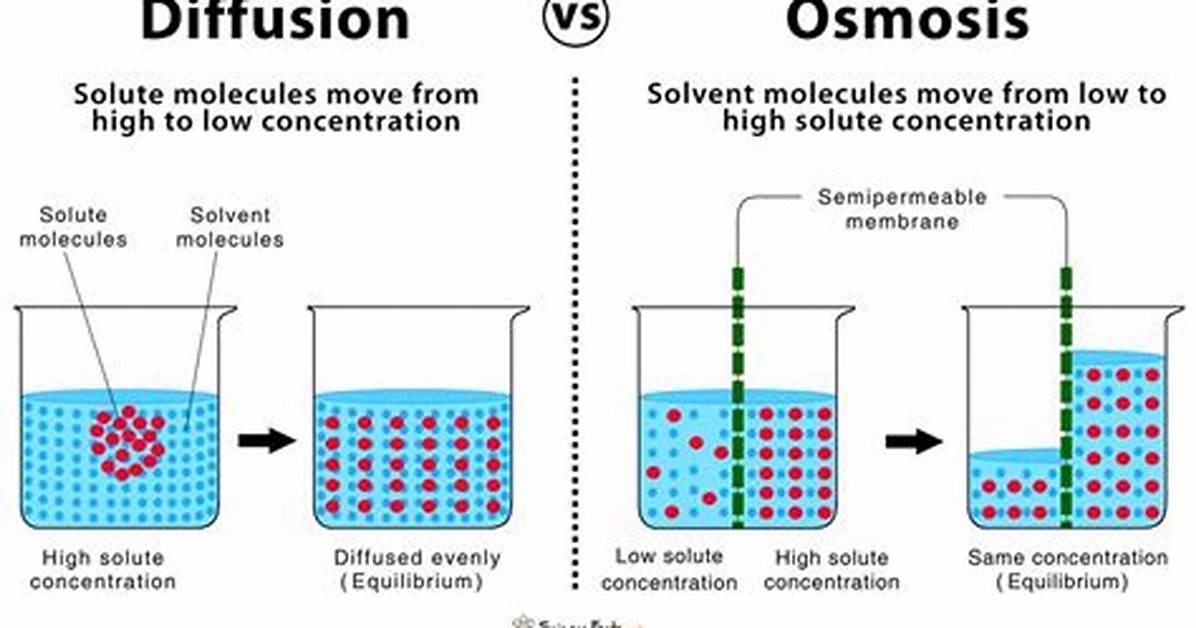 Who Does Osmosis Differ from Diffusion?
