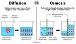 Who Does Osmosis Differ from Diffusion?