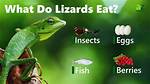 Who Eats a Lizard?