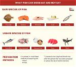 Who Eats Dog Fish?