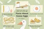 Who Eats Goose Eggs?