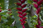 Who Eats Heliconia