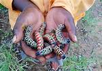 Who Eats Mopane Worms?