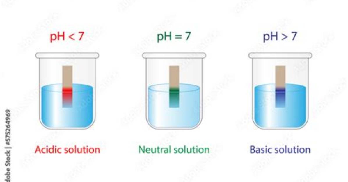 Who Is Basic Solution?