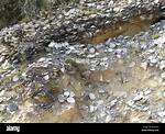 Who Is Shell Midden?