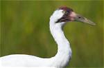 Whooping Bird