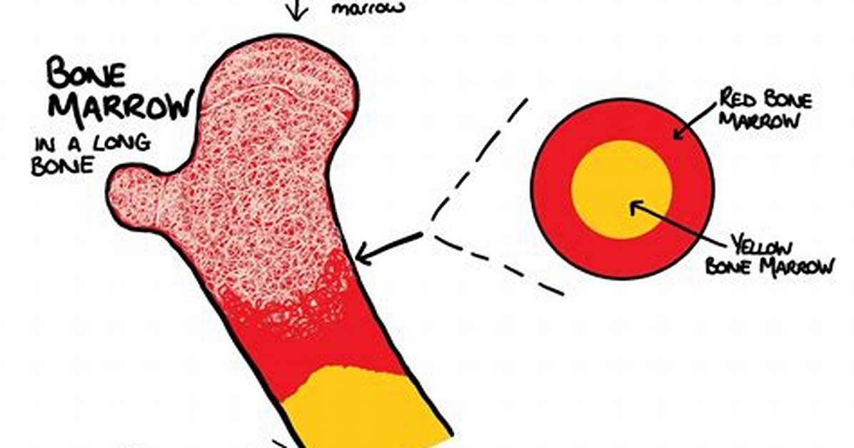 Whose Bone Marrow Is Mostly Red?