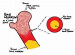 Whose Bone Marrow Is Mostly Red?