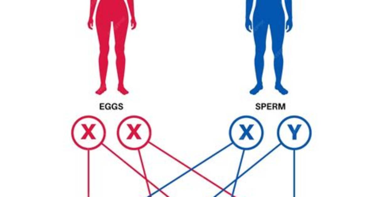 Whose Genes Determines Gender?