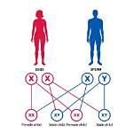 Whose Genes Determines Gender?