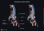 Whose Urethra Is Longer?