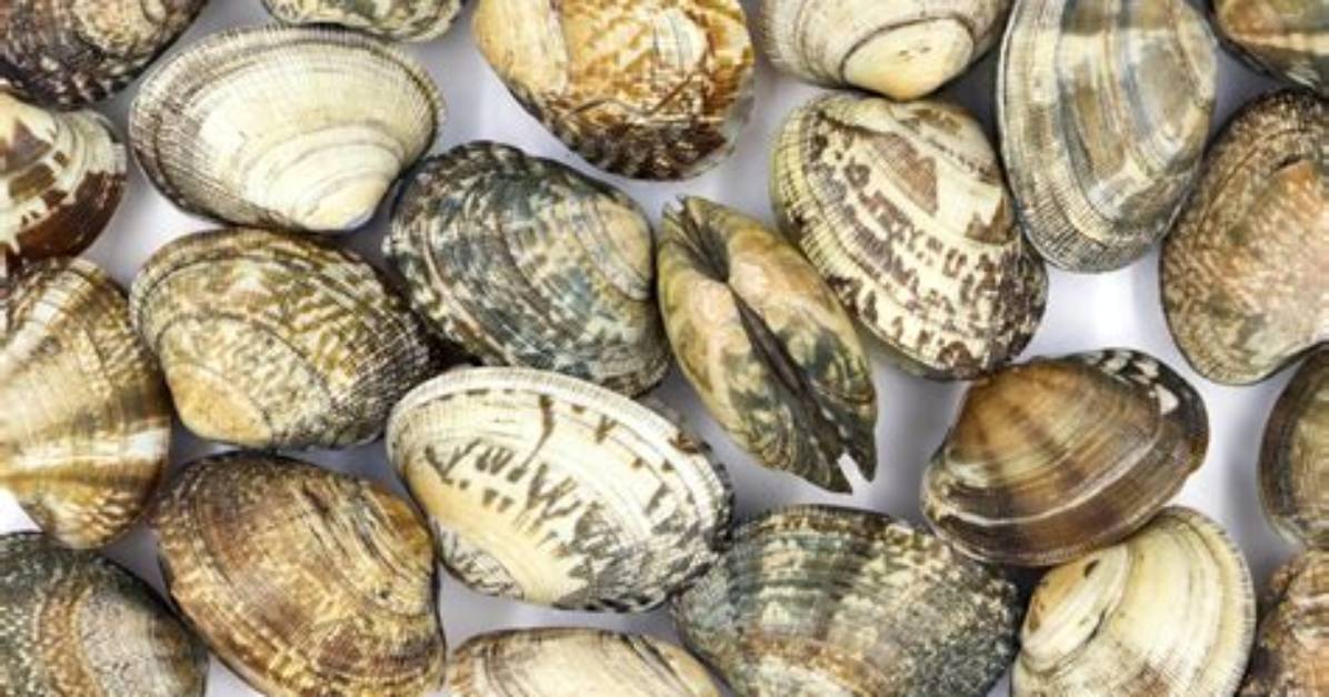 Why a Hard Shell?
