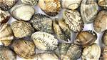 Why a Hard Shell?