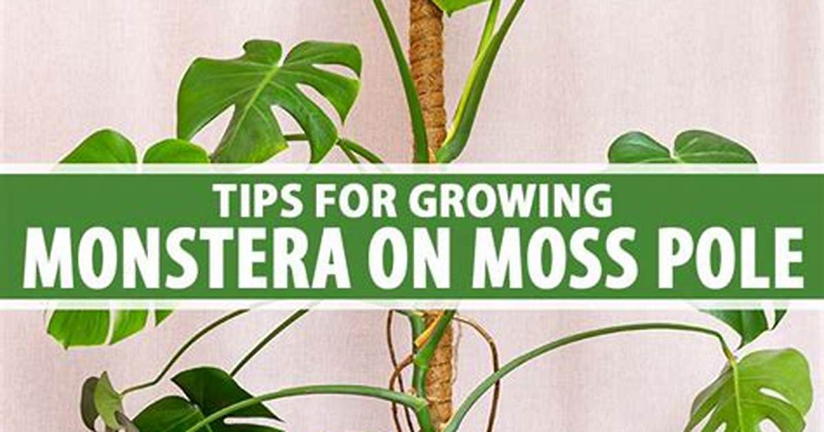 Why a Moss Pole?