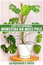 Why a Moss Pole?