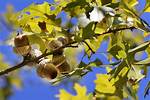 Why Acorns Fall Early?