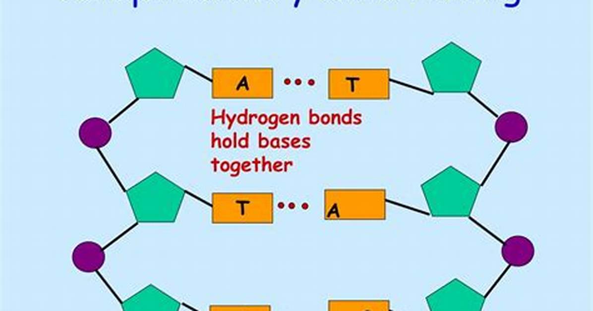 Why Are Bases Complementary?