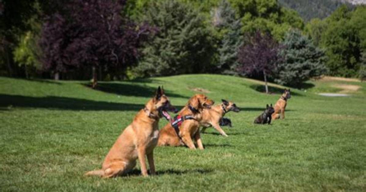 Why Are Dogs Trainable?