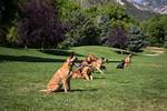 Why Are Dogs Trainable?