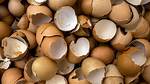 Why Are Egg Shells Hard
