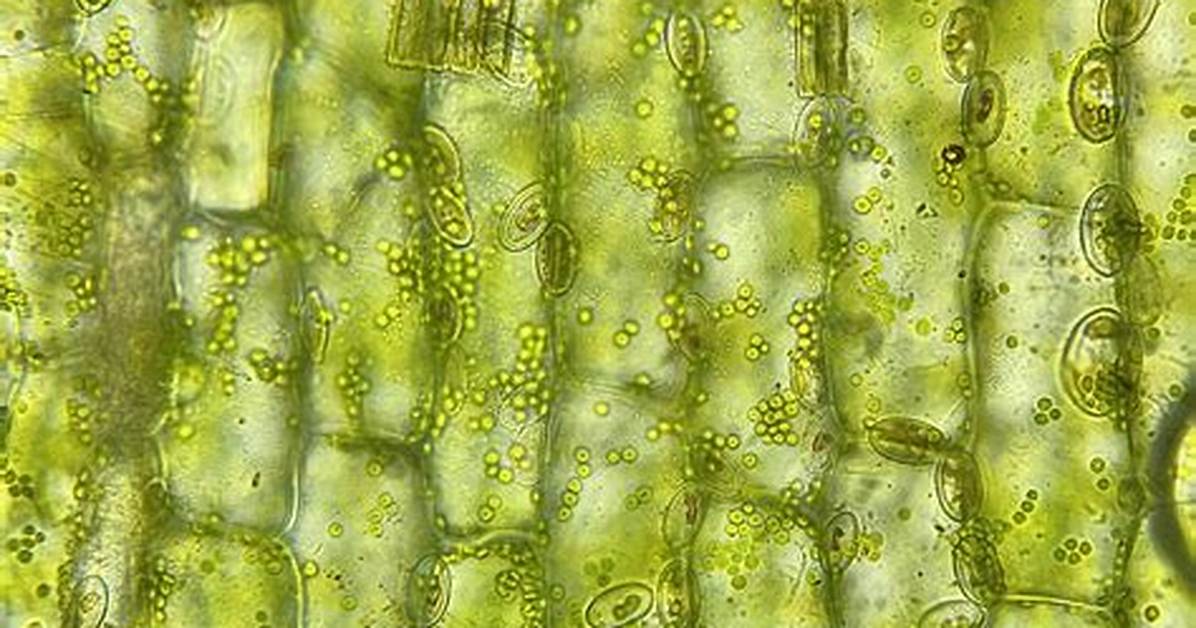 Why Are Elodea Cells Rectangular?