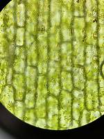 Why Are Elodea Cells Rectangular?