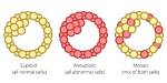 Why Are Embryos Abnormal?