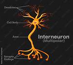 Why Are Interneurons Multipolar?