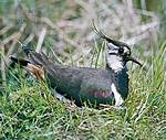 Why Are Lapwings Called Lapwings?