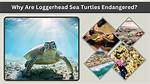 Why Are Loggerhead Endangered?