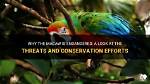 Why Are Macaws Endangered?