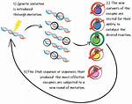 Why Are Mutations Random?