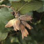 Why Are My Cobnuts Empty?