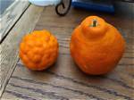 Why Are My Oranges Bumpy