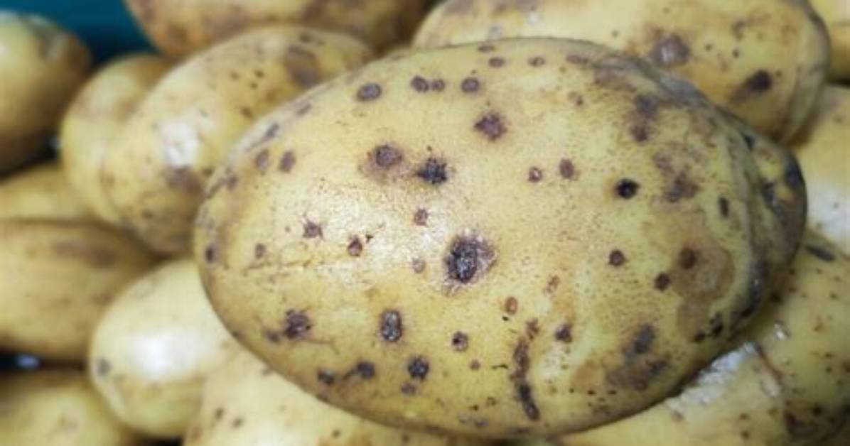 Why Are My Potatoes Bumpy