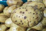 Why Are My Potatoes Bumpy
