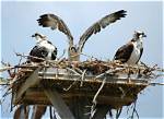 Why Are Ospreys Protected?