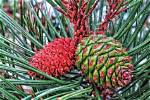 Why Are Pine Cones Red?