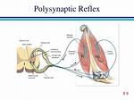 Why Are Polysynaptic Reflex Important?
