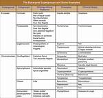 Why Are Protists Divided into Supergroups?