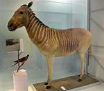 Why Are Quaggas Extinct?