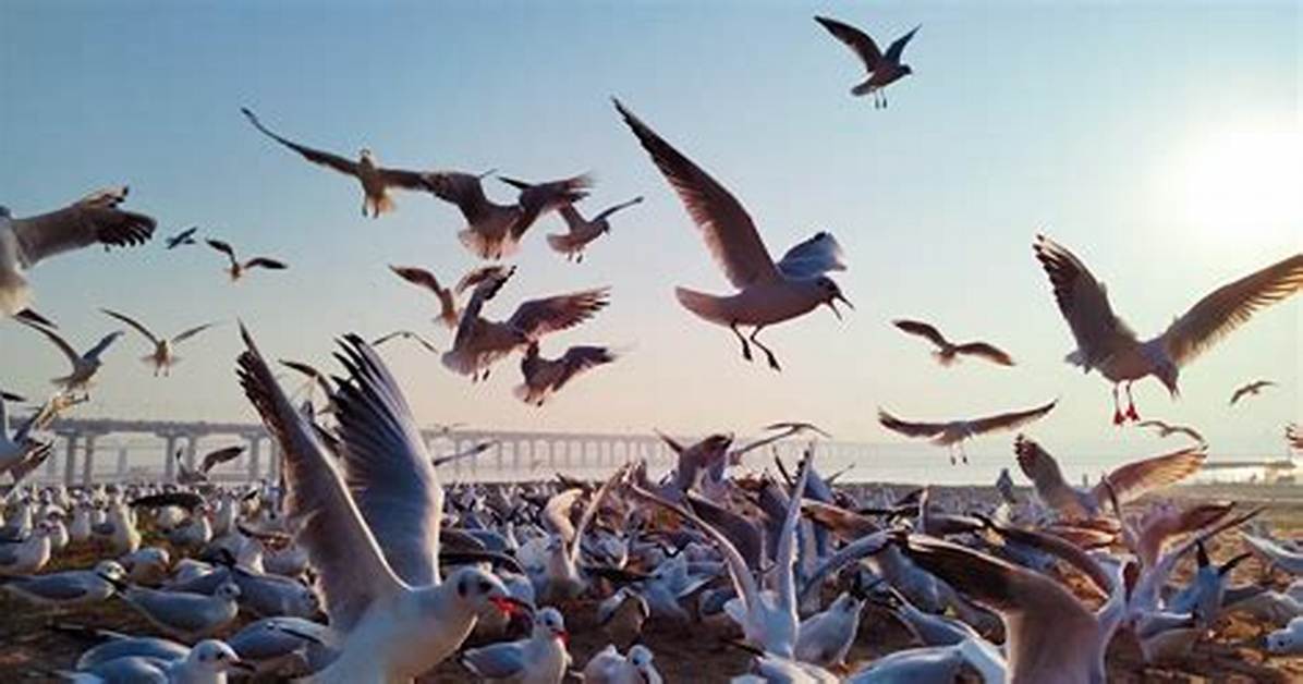 Why Are Seagulls Flocking?
