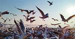 Why Are Seagulls Flocking?