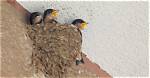 Why Are Swallows Protected?