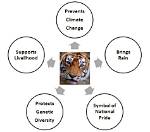 Why Are Tigers Important? | Contextresponse. Com