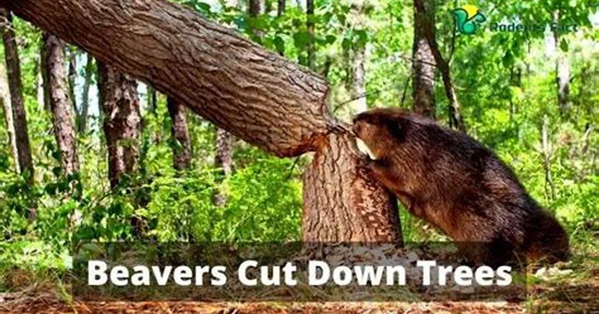 Why Beavers Cut Trees?