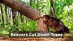 Why Beavers Cut Trees?