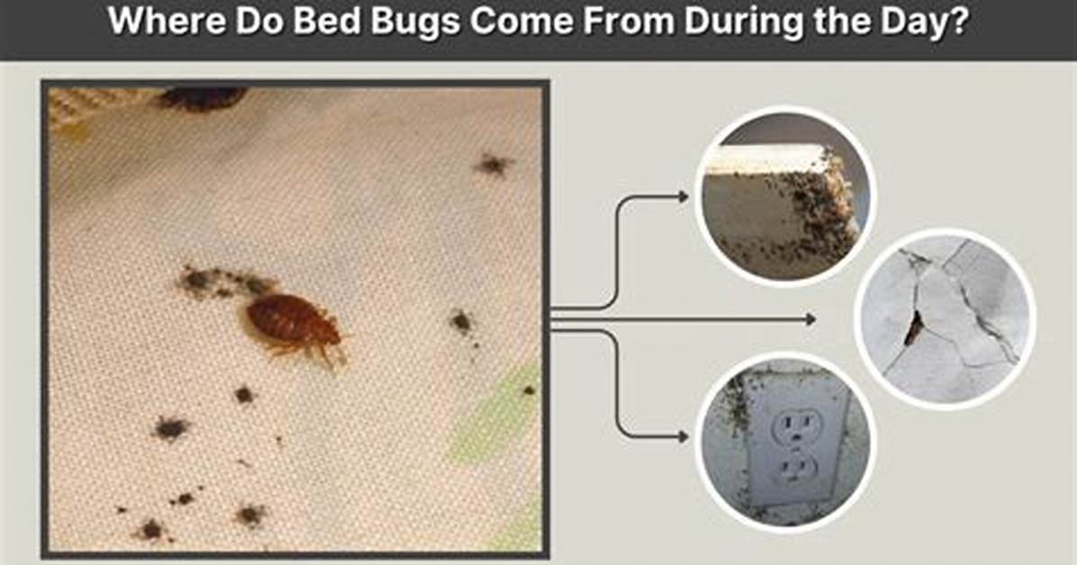 Why Bed Bugs Come?