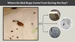 Why Bed Bugs Come?